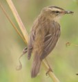 /album/my-local-birding-gallery/sedge-warbler-c-jpg/
